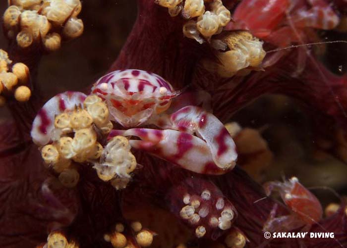 Photos diving macro Madagascar